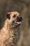 BORDER TERRIER 148